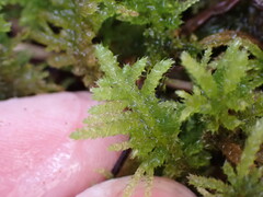 Kindbergia oregana