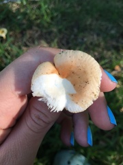 Russula