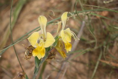Gladiolus virescens
