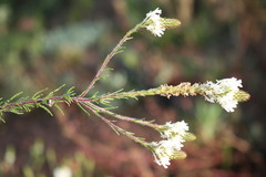 Hebenstretia robusta