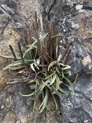 Plantago maritima