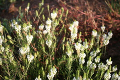 Hebenstretia robusta