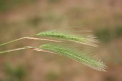 Hordeum murinum