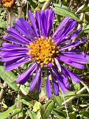 Symphyotrichum novae-angliae