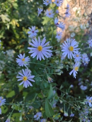 Symphyotrichum shortii