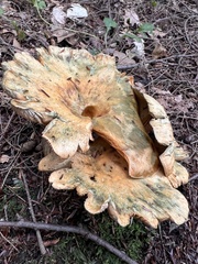 Hypomyces lateritius
