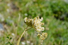 Laserpitium gallicum