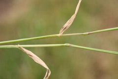 Hordeum murinum