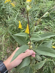 Helianthus pauciflorus
