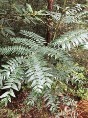 Acacia elata