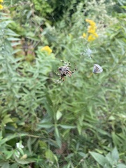 Helianthus pauciflorus