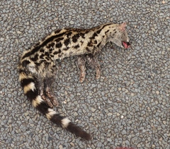 Genetta tigrina