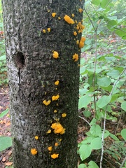 Tremella