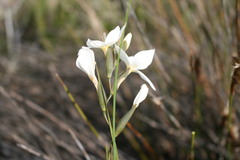 Gladiolus debilis