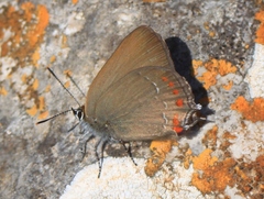 Satyrium esculi