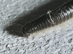 Ommatoiulus moreleti