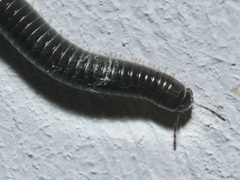 Ommatoiulus moreleti