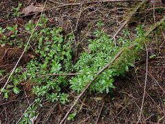 Galium triflorum