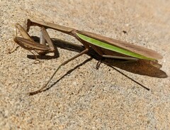 Tenodera sinensis