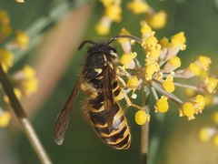 Vespula