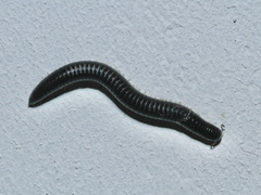Ommatoiulus moreleti