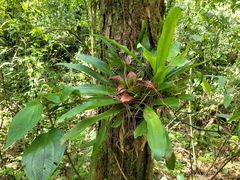 Nidularium innocentii