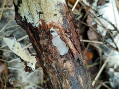 Exidia thuretiana