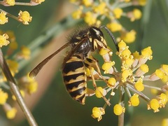 Vespula