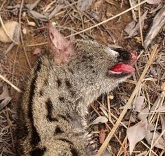 Genetta tigrina