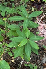 Ditrysinia fruticosa