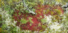 Sphagnum rubellum