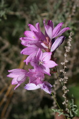 Ixia micrandra