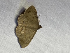 Anticarsia gemmatalis