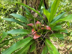 Nidularium innocentii