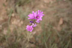 Ixia micrandra