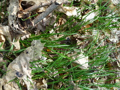 Ornithogalum umbellatum