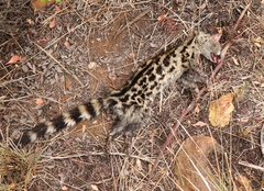 Genetta tigrina