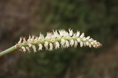 Lachenalia contaminata