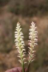 Lachenalia contaminata