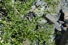 Laserpitium gallicum