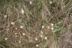 Lachenalia contaminata