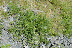 Laserpitium gallicum