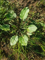 Echinodorus berteroi