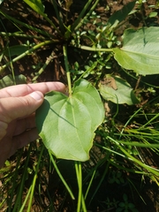 Echinodorus berteroi