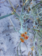 Helichrysum cochleariforme
