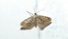 Idaea bonifata