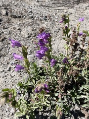 Penstemon cardwellii