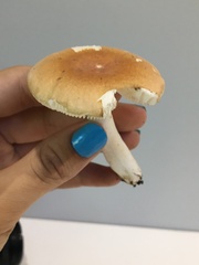 Russula stricta