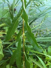 Salix triandra