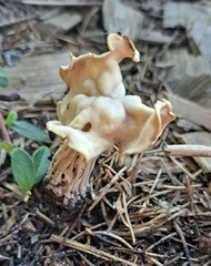 Helvella crispa